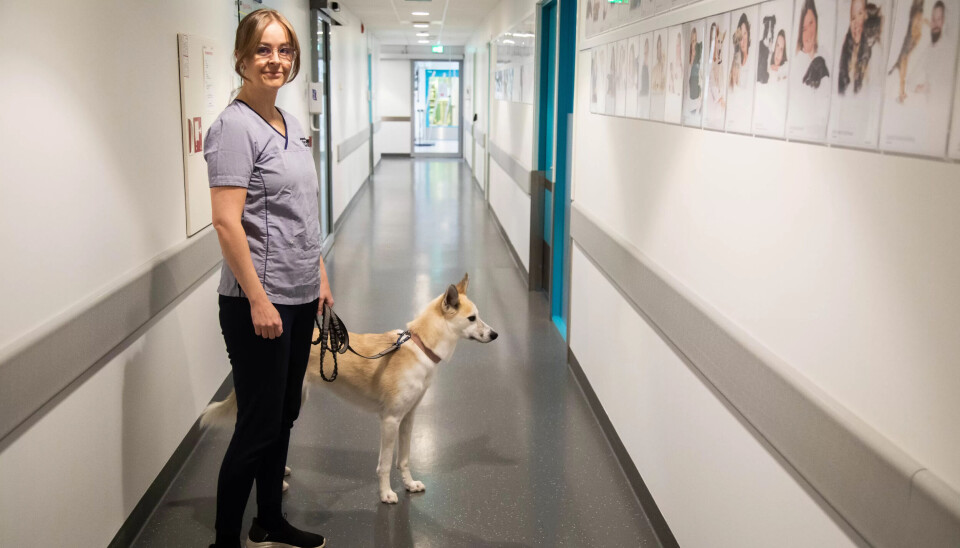 VILKÅR: Jeanette Dahl tror bedre lønn og medbestemmelse på arbeidsplassen må til for at dyrepleiere skal bli gamle i yrket. VILKÅR: Jeanette Dahl tror bedre lønn og medbestemmelse på arbeidsplassen må til for at dyrepleiere skal bli gamle i yrket.