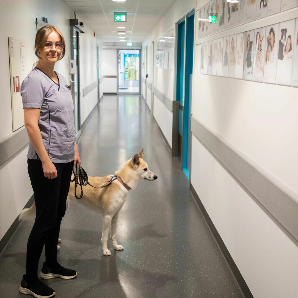 VILKÅR: Jeanette Dahl tror bedre lønn og medbestemmelse på arbeidsplassen må til for at dyrepleiere skal bli gamle i yrket. VILKÅR: Jeanette Dahl tror bedre lønn og medbestemmelse på arbeidsplassen må til for at dyrepleiere skal bli gamle i yrket.