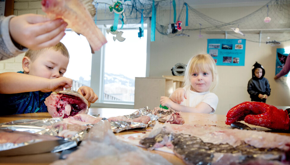 SLØYE FISK: Konsentrerte barn følger nøye med når skreien sløyes og de får kjenne og lukte på de ulike delene. SLØYE FISK: Konsentrerte barn følger nøye med når skreien sløyes og de får kjenne og lukte på de ulike delene.
