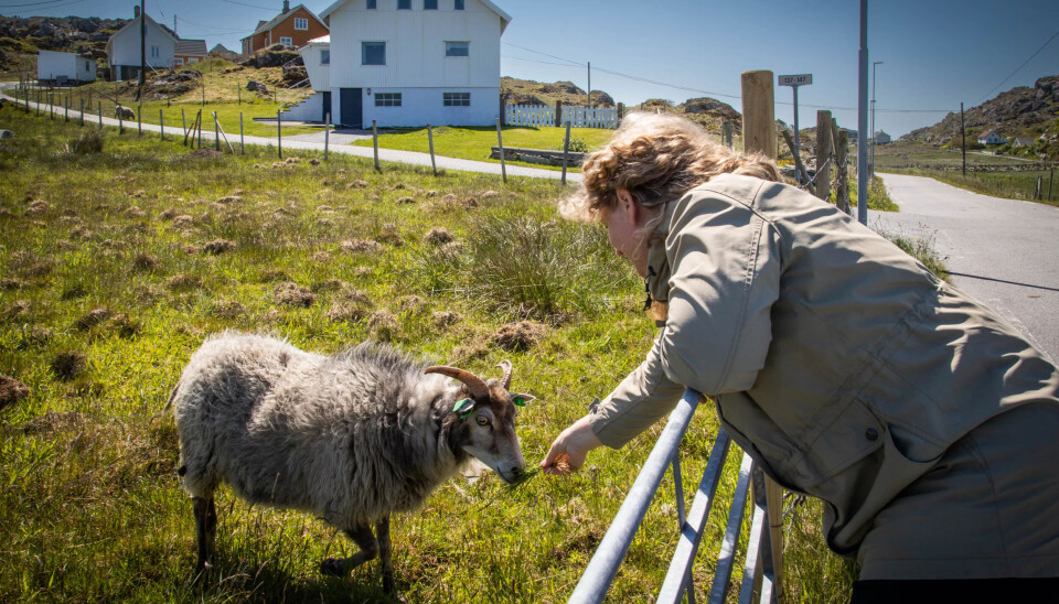 På Utsira bor det 208 mennesker og 450 sauer. Villsauen ender som fenalår og pinnekjøtt. På Utsira bor det 208 mennesker og 450 sauer. Villsauen ender som fenalår og pinnekjøtt.