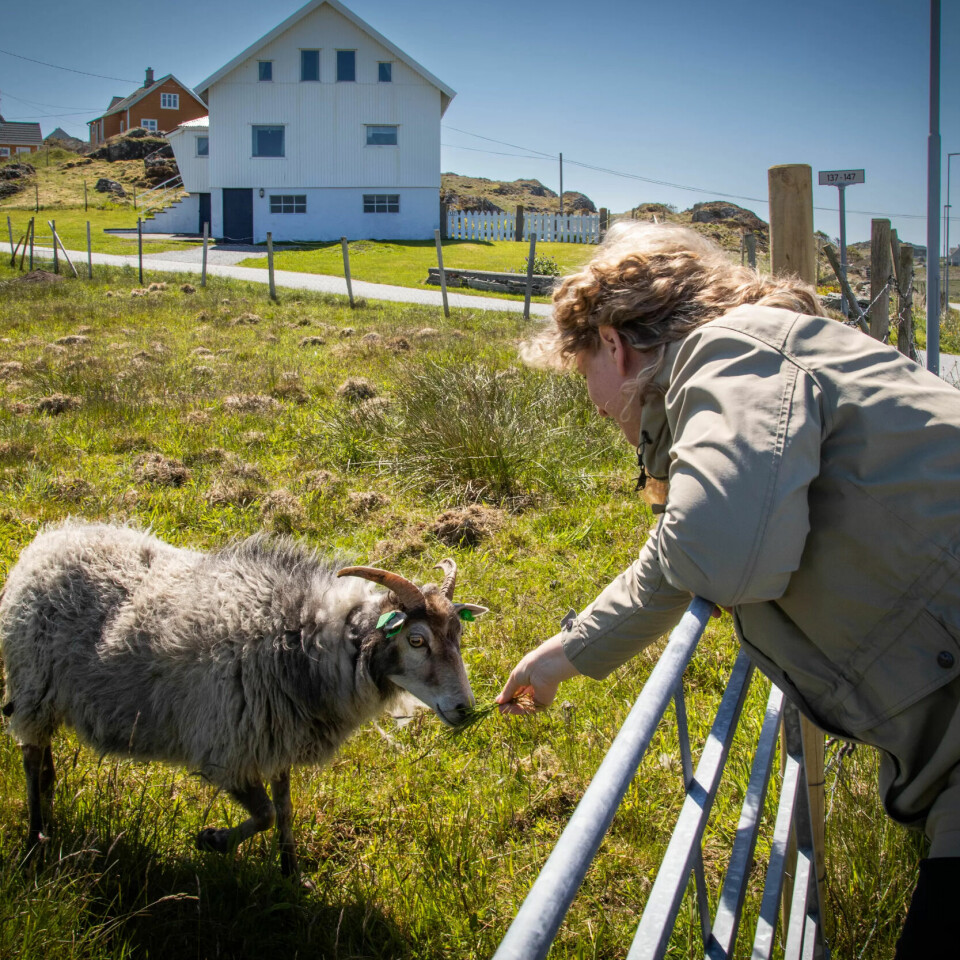 På Utsira bor det 208 mennesker og 450 sauer. Villsauen ender som fenalår og pinnekjøtt. På Utsira bor det 208 mennesker og 450 sauer. Villsauen ender som fenalår og pinnekjøtt.