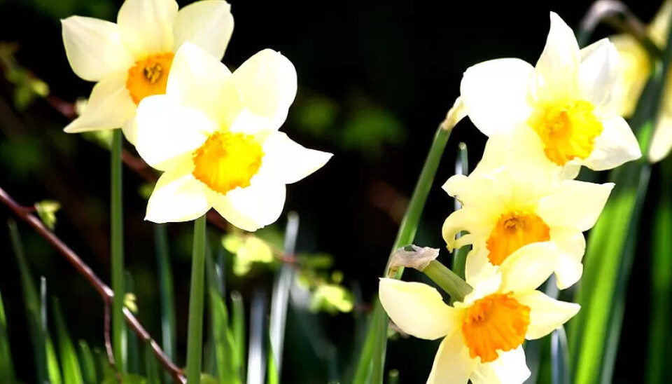 VÅRTEGN: Mens pinseliljene blomstrer, må mange av Fagforbundets medlemmer jobbe på helligdager. VÅRTEGN: Mens pinseliljene blomstrer, må mange av Fagforbundets medlemmer jobbe på helligdager.