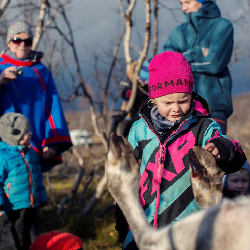 LITT FORSIKTIG: Josefine klapper reinen og kjenner på klauvene som nærmest fungerer som truger som gjør at reinen lettere kan gå i dyp snø om vinteren og på myr om sommeren. LITT FORSIKTIG: Josefine klapper reinen og kjenner på klauvene som nærmest fungerer som truger som gjør at reinen lettere kan gå i dyp snø om vinteren og på myr om sommeren.