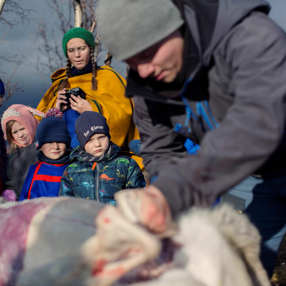 DETTE ER ALVOR: Reineier Johnny Henrik Skum gjør klar til å flå av skinnet på reinen. I bakgrunnen følger en spent barnehage med. DETTE ER ALVOR: Reineier Johnny Henrik Skum gjør klar til å flå av skinnet på reinen. I bakgrunnen følger en spent barnehage med.