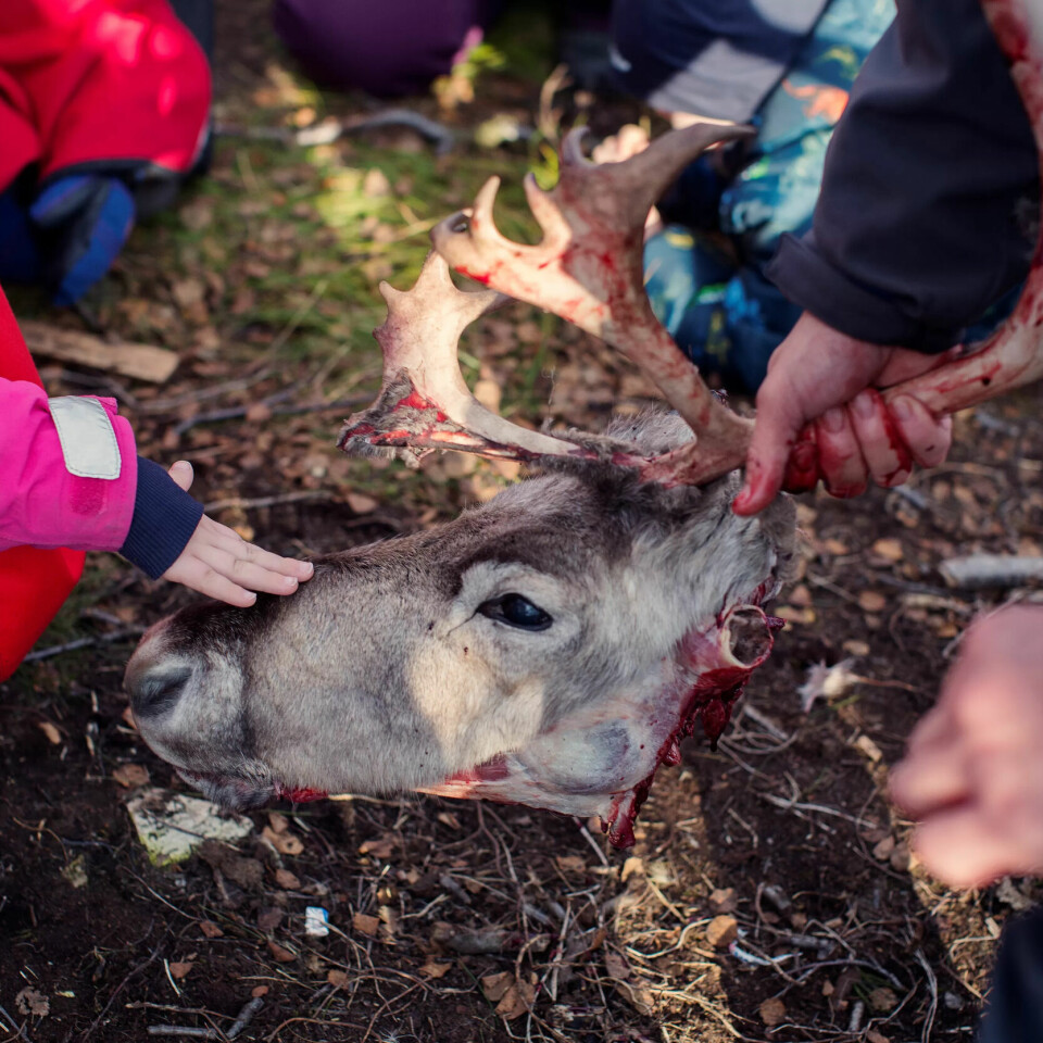 SÅÅÅÅ SØT: Emmi er ikke redd og klapper reinsdyrhodet og synes det er så fint. SÅÅÅÅ SØT: Emmi er ikke redd og klapper reinsdyrhodet og synes det er så fint.