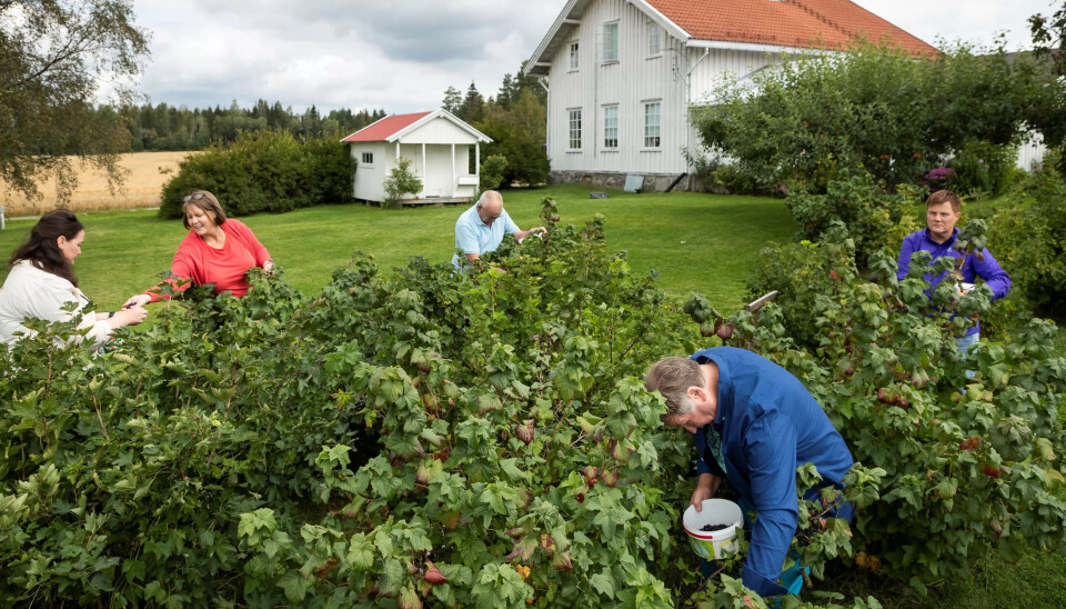 Gårdsarbeid gir mestringsfølelse: Her er demenspasientene på bærtur