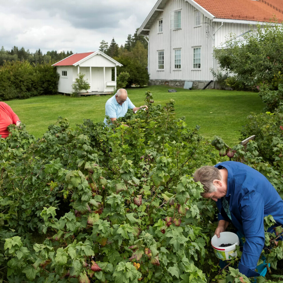 Gårdsarbeid gir mestringsfølelse: Her er demenspasientene på bærtur