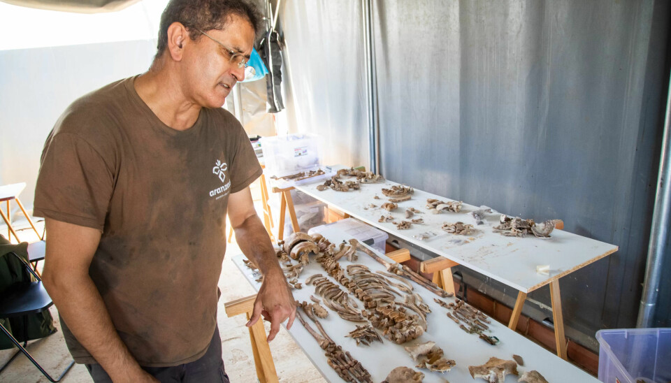 PUSLESPILL: Juan Manuel Guijo med restene av en ca 30 år gammel kvinne. PUSLESPILL: Juan Manuel Guijo med restene av en ca 30 år gammel kvinne.