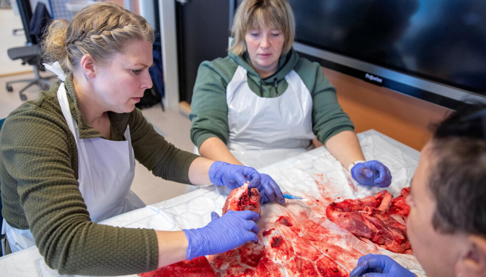 HENGE MED: Renée Riksvold (t.v.) og kollegene videreutdanner seg for å henge med på stadig nye krav. Hun tror framtida vil kreve at minst en av makkerne på ambulansen har videreutdanning. Her med kollegene Charlotte Mythe (t.h.) og Ann Kristin Børøy. HENGE MED: Renée Riksvold (t.v.) og kollegene videreutdanner seg for å henge med på stadig nye krav. Hun tror framtida vil kreve at minst en av makkerne på ambulansen har videreutdanning. Her med kollegene Charlotte Mythe (t.h.) og Ann Kristin Børøy.