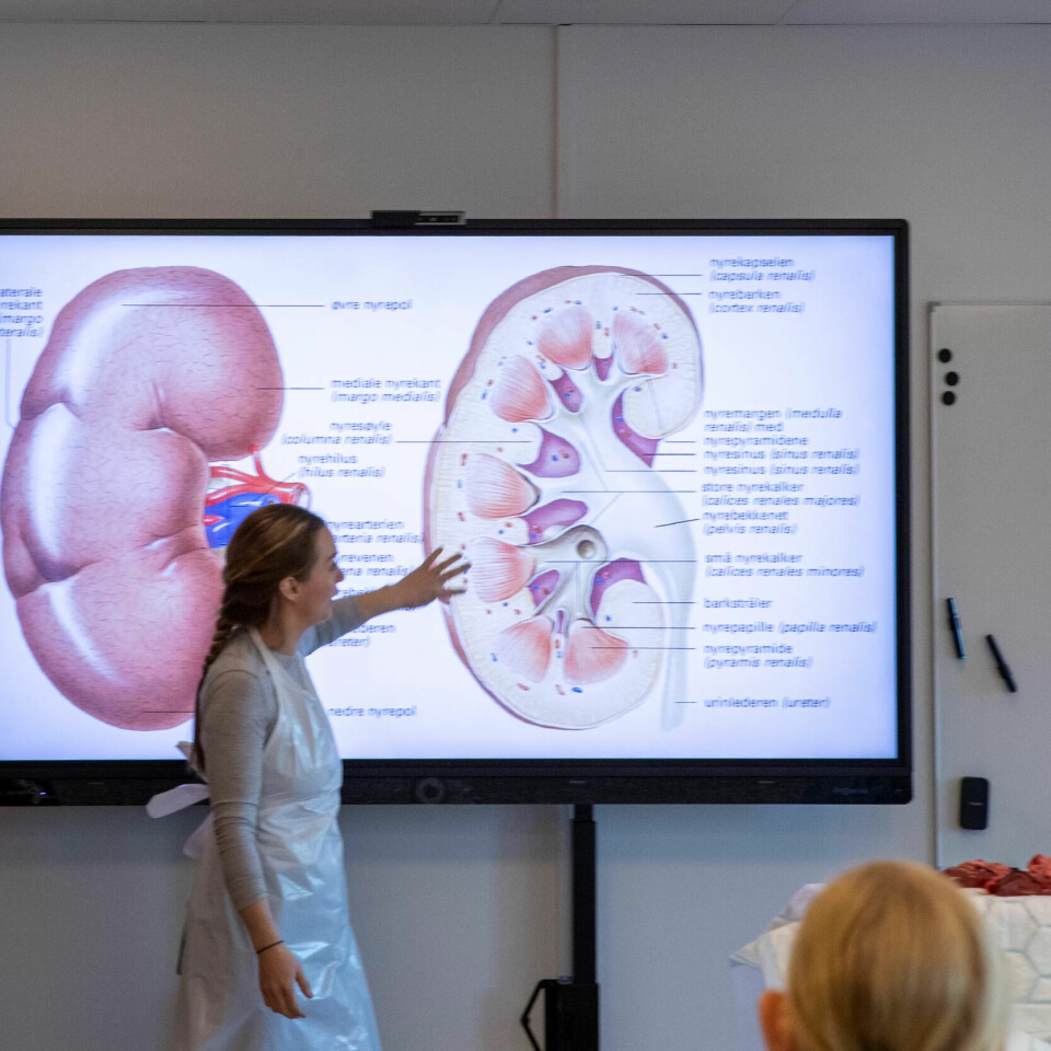 TEORI: Lærer Linda Rasmussen forklarer hva studentene har foran seg. Dette er nyra. TEORI: Lærer Linda Rasmussen forklarer hva studentene har foran seg. Dette er nyra.