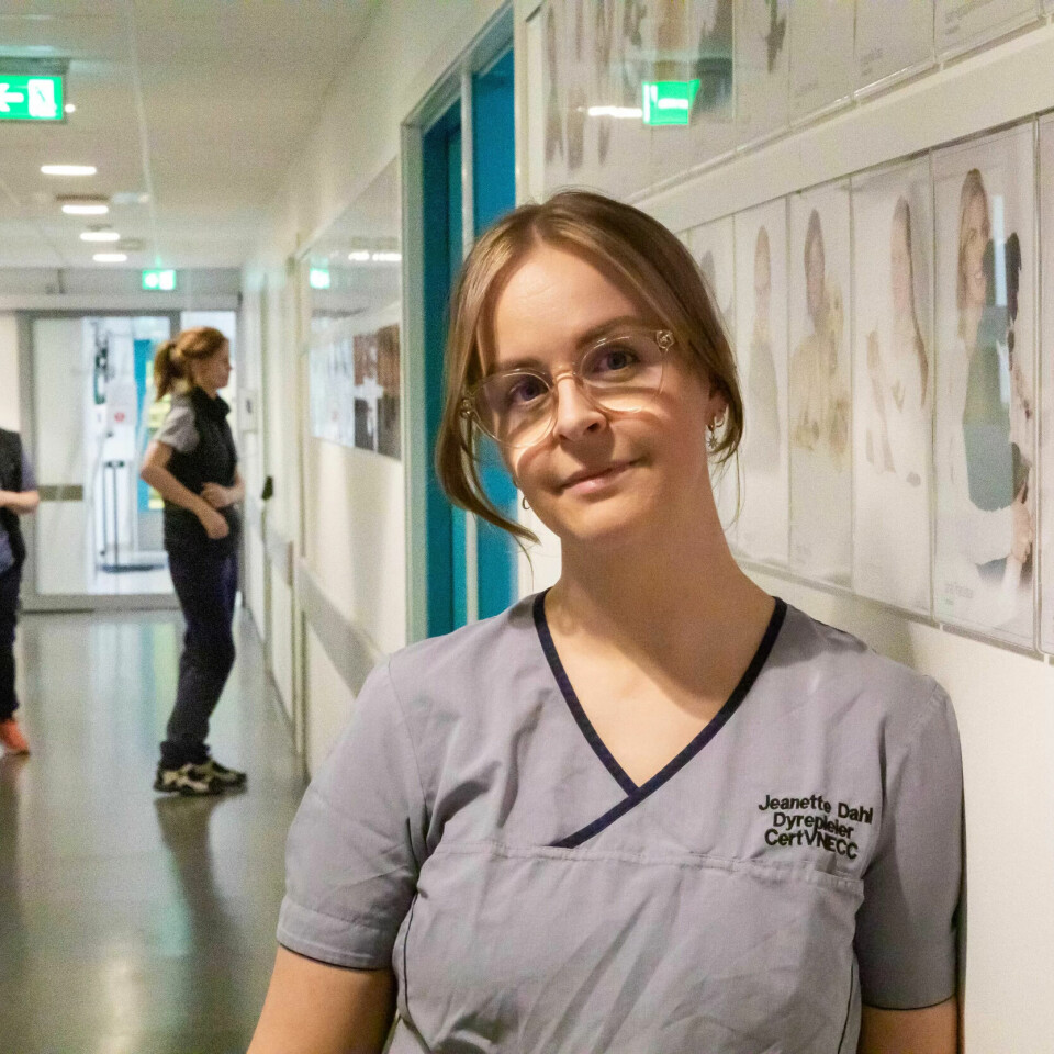 VEGGPRYD: I korridoren henger portretter av alle ansatte - med hver sin hund. VEGGPRYD: I korridoren henger portretter av alle ansatte - med hver sin hund.