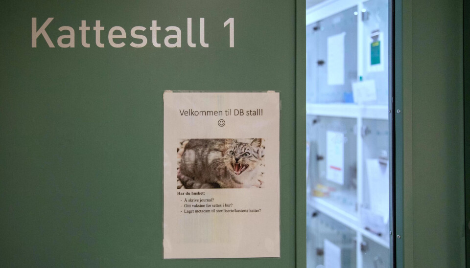 ADSKILT: Hund og katt legges inn på hver sin post, eller stall, som det heter på dyrehospitalet. ADSKILT: Hund og katt legges inn på hver sin post, eller stall, som det heter på dyrehospitalet.