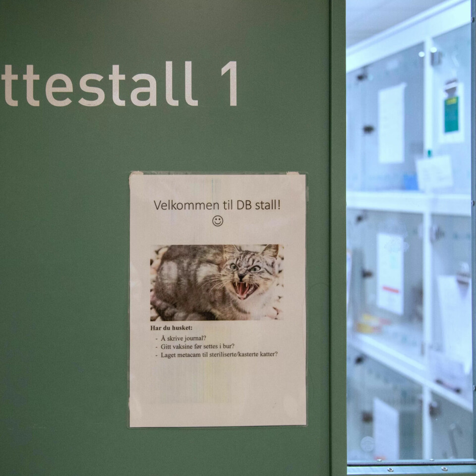 ADSKILT: Hund og katt legges inn på hver sin post, eller stall, som det heter på dyrehospitalet. ADSKILT: Hund og katt legges inn på hver sin post, eller stall, som det heter på dyrehospitalet.