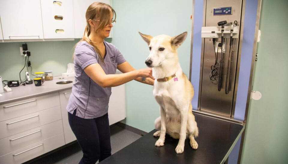 UNDERSØKELSE: Jeanette har fått Sif opp på benken. UNDERSØKELSE: Jeanette har fått Sif opp på benken.