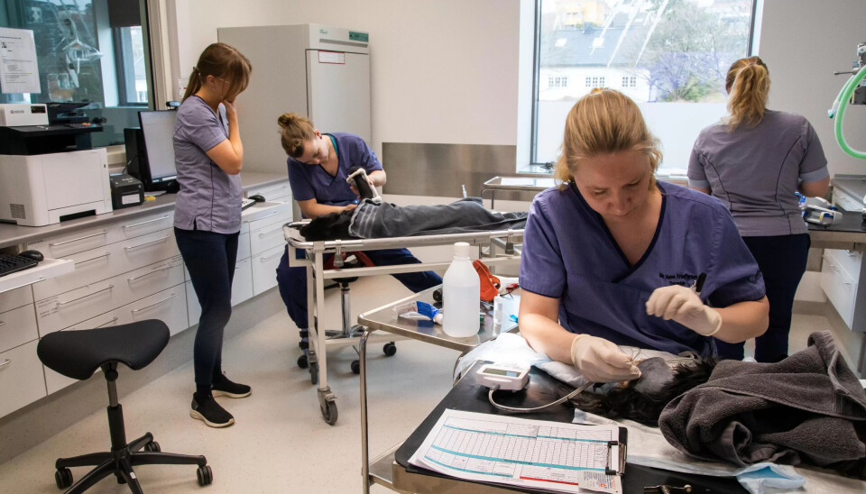 STORT: Hospitalet der Jeanette, May Helen og Aina jobber, utfører et høyt antall operasjoner og behandlinger på en av landets største dyreklinikker. STORT: Hospitalet der Jeanette, May Helen og Aina jobber, utfører et høyt antall operasjoner og behandlinger på en av landets største dyreklinikker.