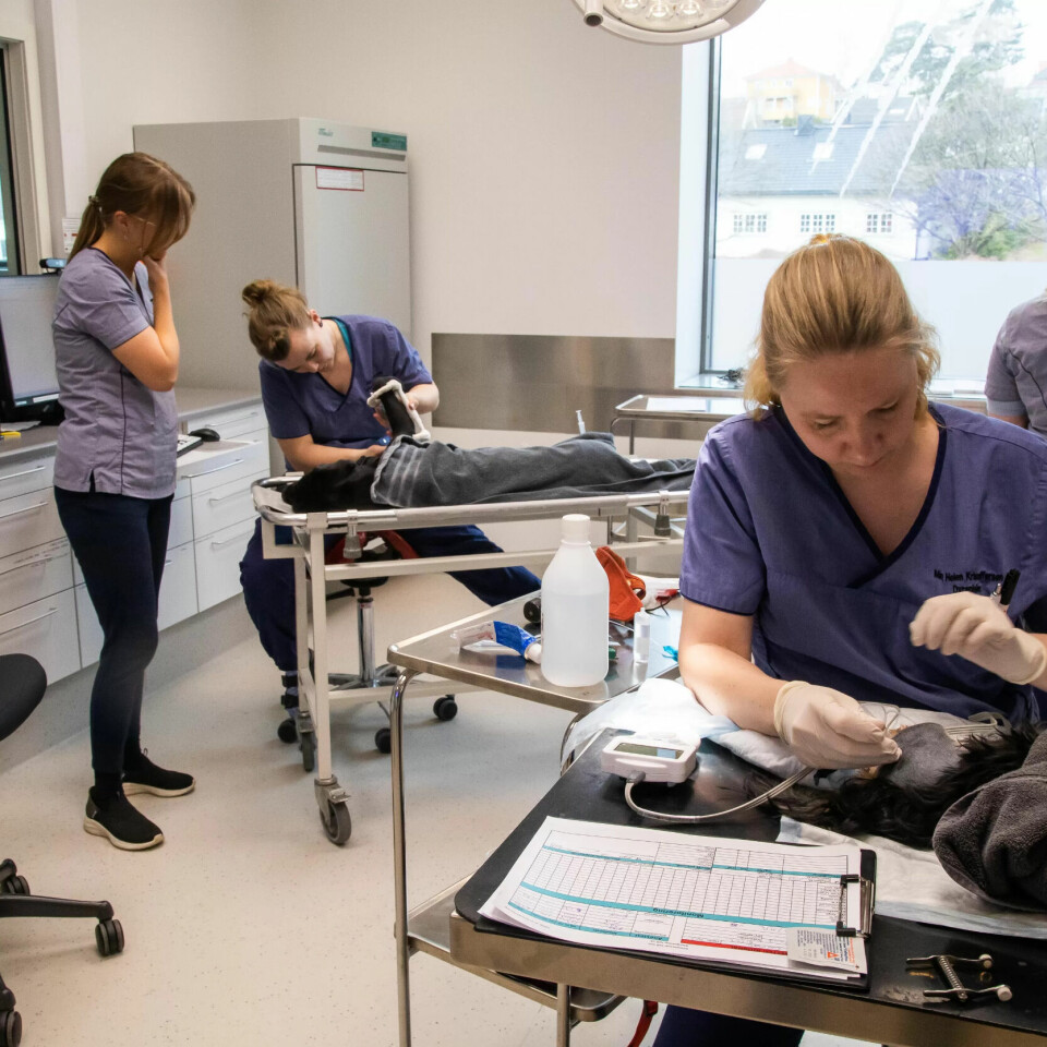 STORT: Hospitalet der Jeanette, May Helen og Aina jobber, utfører et høyt antall operasjoner og behandlinger på en av landets største dyreklinikker. STORT: Hospitalet der Jeanette, May Helen og Aina jobber, utfører et høyt antall operasjoner og behandlinger på en av landets største dyreklinikker.