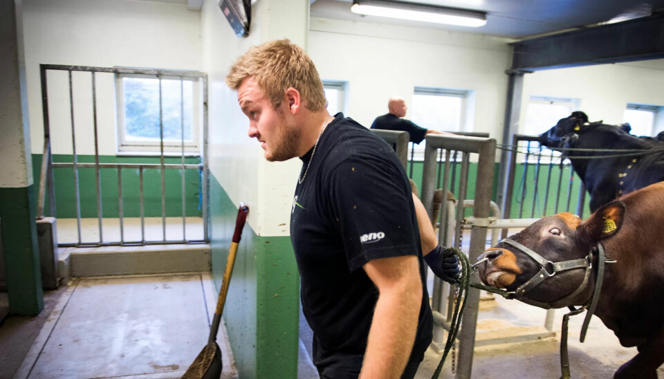 Røkter Marius Grinden stortrives med jobben, men syns lønna er for lav. Røkter Marius Grinden stortrives med jobben, men syns lønna er for lav.