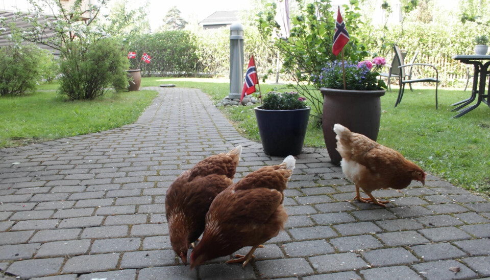 Hønene får gå fritt rundt i hagen og er godt selskap for beboerne. Hønene får gå fritt rundt i hagen og er godt selskap for beboerne.