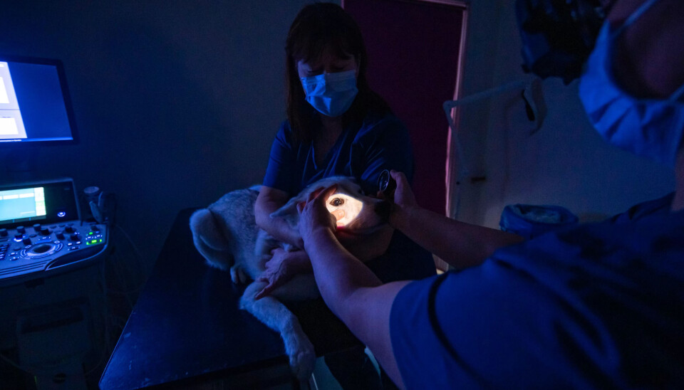 FALKEBLIKK: – Øyelysing kan avdekke om hunden har arvelige sykdommer som blant annet grønn stær. Mange oppdrettere bestiller denne undersøkelsen for å unngå avl på sykdom, forteller veterinær Anne Mette Knutsen. FALKEBLIKK: – Øyelysing kan avdekke om hunden har arvelige sykdommer som blant annet grønn stær. Mange oppdrettere bestiller denne undersøkelsen for å unngå avl på sykdom, forteller veterinær Anne Mette Knutsen.