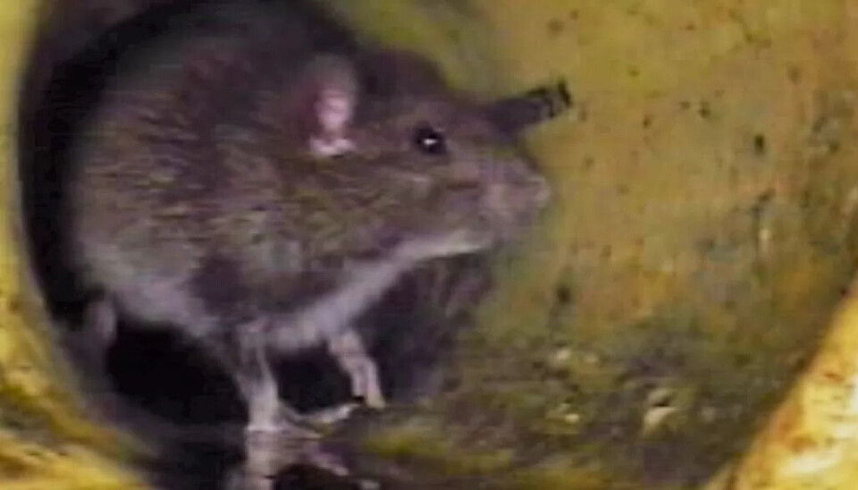 ROTTEKOS: Når fettet går i vasken, jubler rottene. De formerer seg etter tilgang på mat, og fett er en ettertraktet ingrediens. ROTTEKOS: Når fettet går i vasken, jubler rottene. De formerer seg etter tilgang på mat, og fett er en ettertraktet ingrediens.