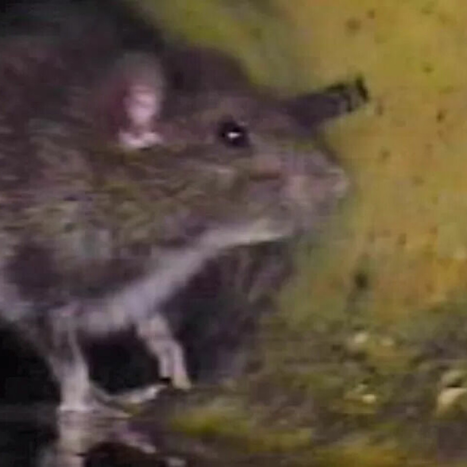 ROTTEKOS: Når fettet går i vasken, jubler rottene. De formerer seg etter tilgang på mat, og fett er en ettertraktet ingrediens. ROTTEKOS: Når fettet går i vasken, jubler rottene. De formerer seg etter tilgang på mat, og fett er en ettertraktet ingrediens.