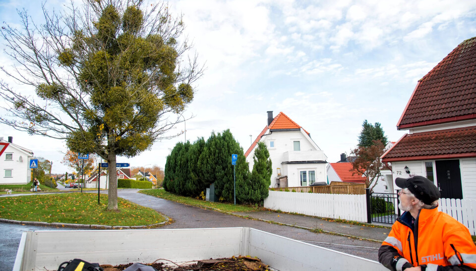 ATTRAKSJON: Det er straffbart å fjerne mistelteinen som tar hus i kommunens løvtrær og epletrærne til hortenserne. De store, grønne ballene i trærne er i ferd med å bli en kuriøs attraksjon. ATTRAKSJON: Det er straffbart å fjerne mistelteinen som tar hus i kommunens løvtrær og epletrærne til hortenserne. De store, grønne ballene i trærne er i ferd med å bli en kuriøs attraksjon.