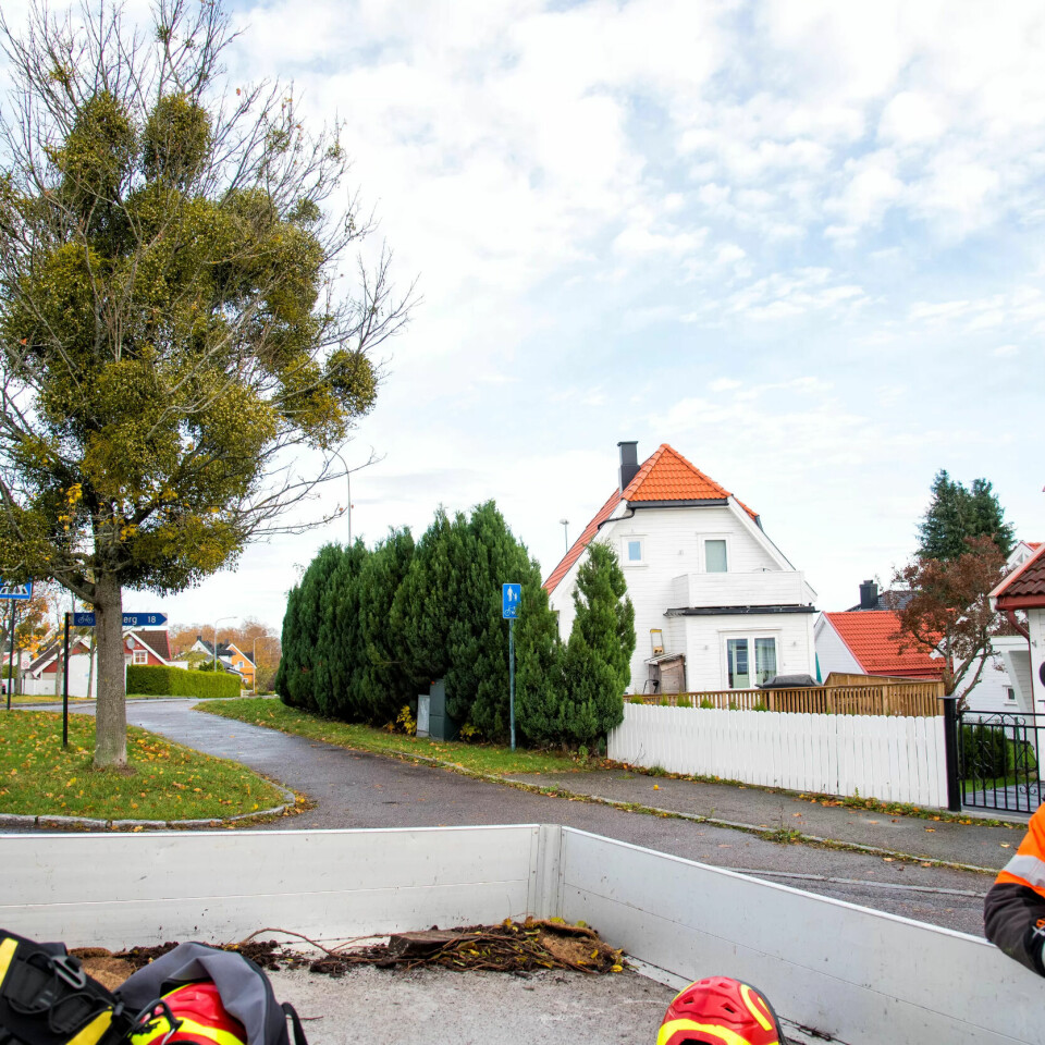 ATTRAKSJON: Det er straffbart å fjerne mistelteinen som tar hus i kommunens løvtrær og epletrærne til hortenserne. De store, grønne ballene i trærne er i ferd med å bli en kuriøs attraksjon. ATTRAKSJON: Det er straffbart å fjerne mistelteinen som tar hus i kommunens løvtrær og epletrærne til hortenserne. De store, grønne ballene i trærne er i ferd med å bli en kuriøs attraksjon.
