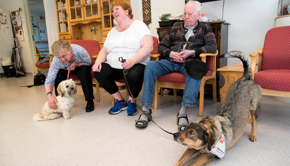 GODT Å TA PÅ: Den myke pelsen til Cindy er en nytelse for hundeelskeren Karla Skarrdal. GODT Å TA PÅ: Den myke pelsen til Cindy er en nytelse for hundeelskeren Karla Skarrdal.