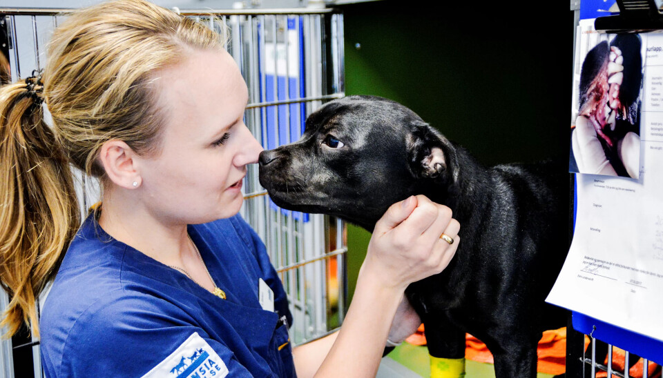 Dyrepleier Line Bleken har framleis ein av dei dårlegast betalte jobbane i Norge. Dyrepleier Line Bleken har framleis ein av dei dårlegast betalte jobbane i Norge.