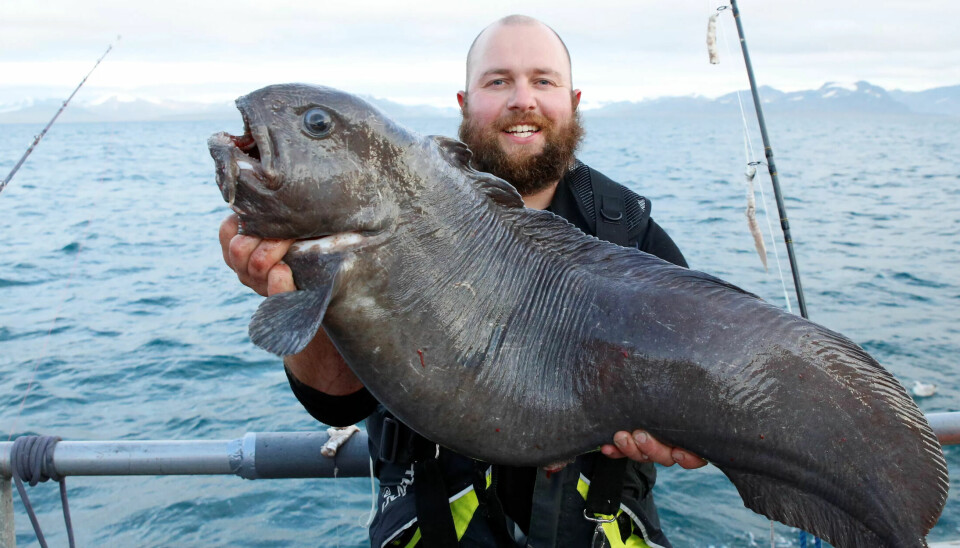 Denne rusken av en steinbit er en av de 111 forskjellige fiskeartene Erlend Aleksander Borge har trukket opp av vannet. Denne rusken av en steinbit er en av de 111 forskjellige fiskeartene Erlend Aleksander Borge har trukket opp av vannet.