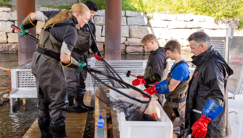 GI IKKE OPP: Julie Sundstrøm, Sivert Bangsund, Emil Sollie, Vegard Winther og Mika Reinikainen henter fisk etter fisk i håven, bløgger og legger i karet med sildrende, kaldt elvevann. Nå er fisken klar for å hentes. GI IKKE OPP: Julie Sundstrøm, Sivert Bangsund, Emil Sollie, Vegard Winther og Mika Reinikainen henter fisk etter fisk i håven, bløgger og legger i karet med sildrende, kaldt elvevann. Nå er fisken klar for å hentes.