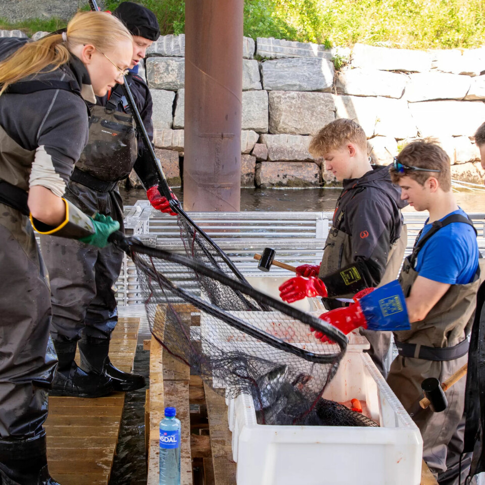 GI IKKE OPP: Julie Sundstrøm, Sivert Bangsund, Emil Sollie, Vegard Winther og Mika Reinikainen henter fisk etter fisk i håven, bløgger og legger i karet med sildrende, kaldt elvevann. Nå er fisken klar for å hentes. GI IKKE OPP: Julie Sundstrøm, Sivert Bangsund, Emil Sollie, Vegard Winther og Mika Reinikainen henter fisk etter fisk i håven, bløgger og legger i karet med sildrende, kaldt elvevann. Nå er fisken klar for å hentes.