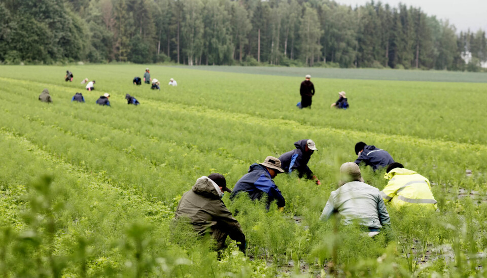 I Norge har dette i hovedsak dreid seg om sesongarbeidere fra Vietnam. (Illustrasjonsfoto) I Norge har dette i hovedsak dreid seg om sesongarbeidere fra Vietnam. (Illustrasjonsfoto)