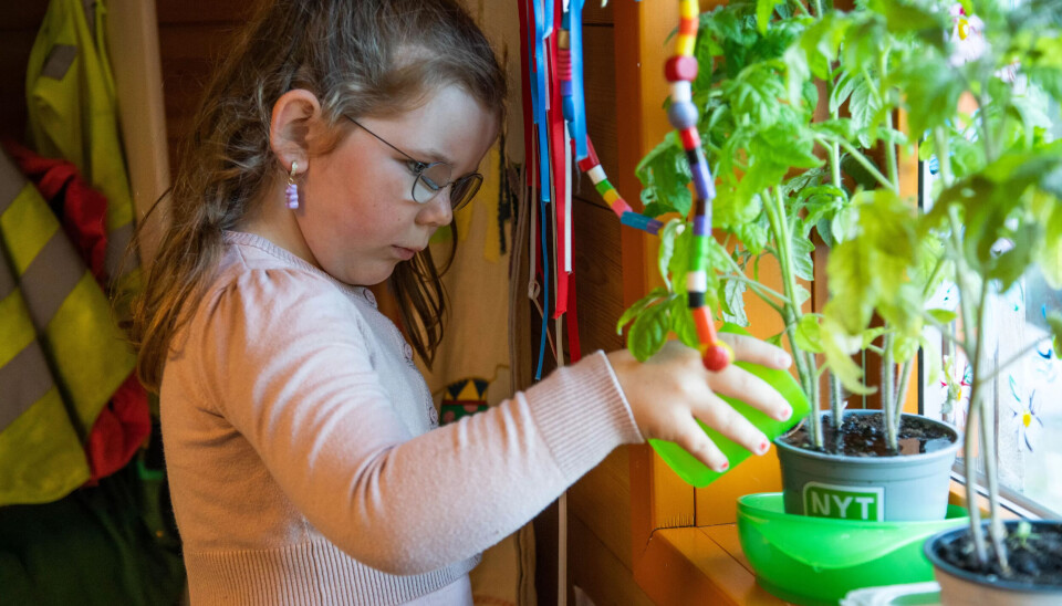 ANSVARSFULL: Ingrid på fem år tar oppgaven med å vanne tomatplantene på alvor. Det er ingen fare for at de skal tørste. ANSVARSFULL: Ingrid på fem år tar oppgaven med å vanne tomatplantene på alvor. Det er ingen fare for at de skal tørste.
