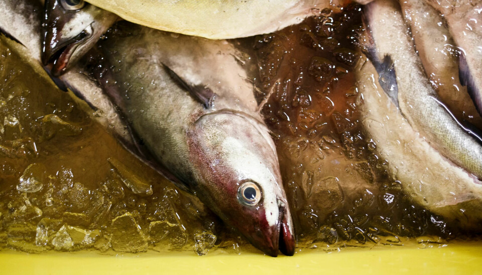 Prisene på fisk og sjømat gikk ned 9,1 prosent på bare en måned. Prisene på fisk og sjømat gikk ned 9,1 prosent på bare en måned.