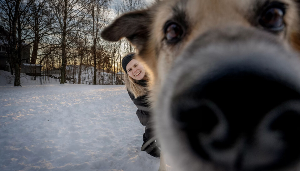 FOLKEHELSE: Jeanette Lea Romslo er opptatt av hunden i et folkehelseperspektiv. Her med Kompis, som hun møter for første gang, som koser seg på et friområde for hund i Oslo. FOLKEHELSE: Jeanette Lea Romslo er opptatt av hunden i et folkehelseperspektiv. Her med Kompis, som hun møter for første gang, som koser seg på et friområde for hund i Oslo.