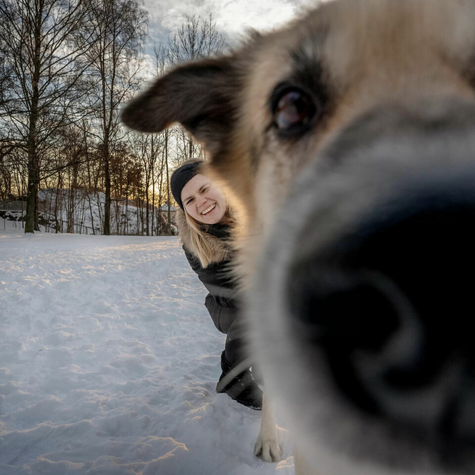 FOLKEHELSE: Jeanette Lea Romslo er opptatt av hunden i et folkehelseperspektiv. Her med Kompis, som hun møter for første gang, som koser seg på et friområde for hund i Oslo. FOLKEHELSE: Jeanette Lea Romslo er opptatt av hunden i et folkehelseperspektiv. Her med Kompis, som hun møter for første gang, som koser seg på et friområde for hund i Oslo.