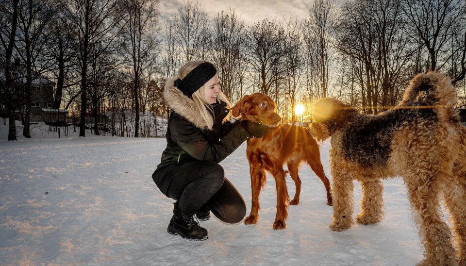 GLEDE: Truls (f.v) og Murphy blir glade av hverandre og hilser gjerne også på Jeanette Lea Romslo på hundejordet. Det er noe slikt hun gjerne skulle opplevd i hjemkommunen. GLEDE: Truls (f.v) og Murphy blir glade av hverandre og hilser gjerne også på Jeanette Lea Romslo på hundejordet. Det er noe slikt hun gjerne skulle opplevd i hjemkommunen.