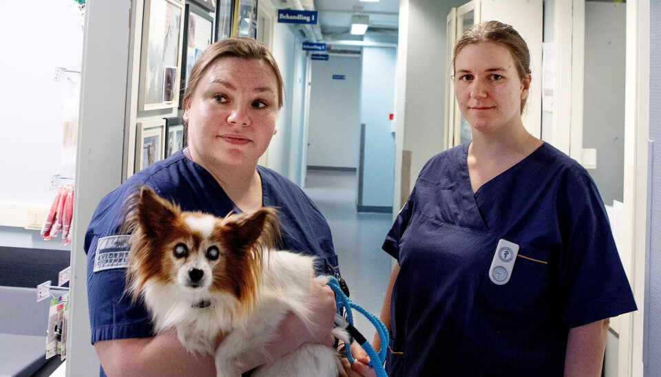 ENDRET ORGANISERING: – Vi har vært for dårlig organisert og for dårlig på å hevde oss, sier Julianne Schönen (t.h.), sammen med Christina Marie Andersen og papillonen Tussi. ENDRET ORGANISERING: – Vi har vært for dårlig organisert og for dårlig på å hevde oss, sier Julianne Schönen (t.h.), sammen med Christina Marie Andersen og papillonen Tussi.