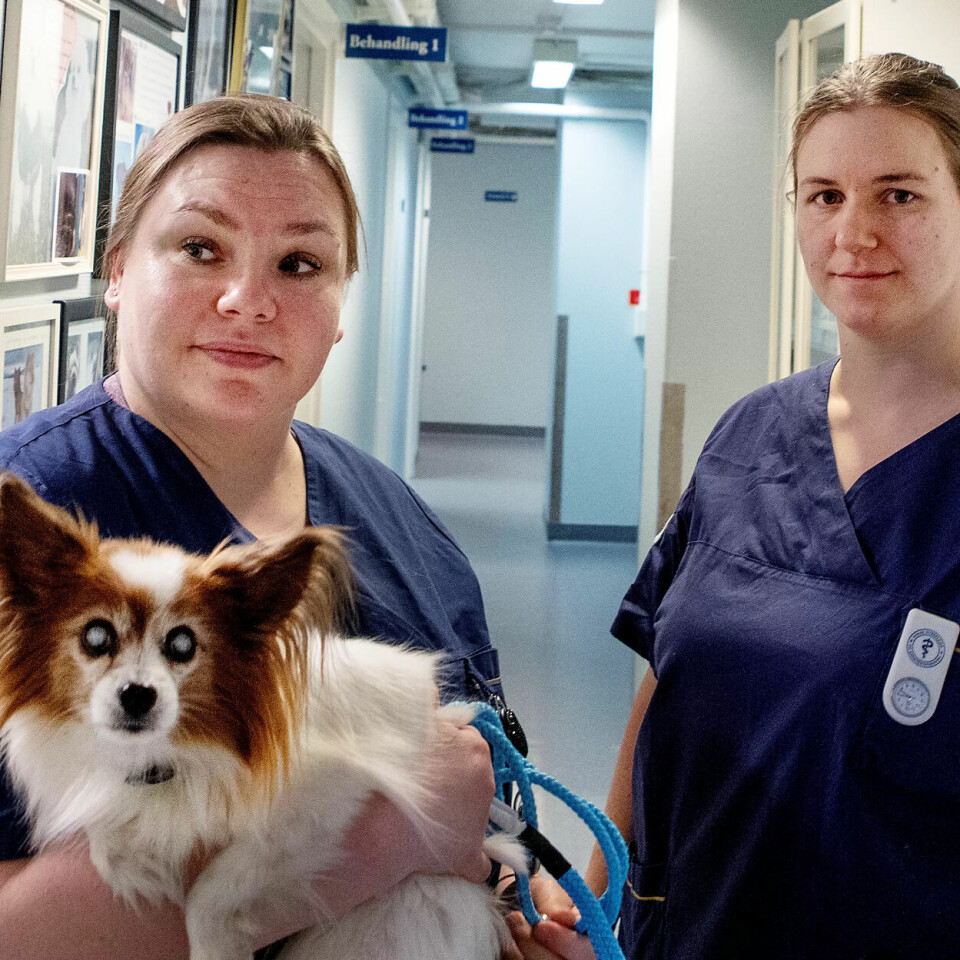 ENDRET ORGANISERING: – Vi har vært for dårlig organisert og for dårlig på å hevde oss, sier Julianne Schönen (t.h.), sammen med Christina Marie Andersen og papillonen Tussi. ENDRET ORGANISERING: – Vi har vært for dårlig organisert og for dårlig på å hevde oss, sier Julianne Schönen (t.h.), sammen med Christina Marie Andersen og papillonen Tussi.