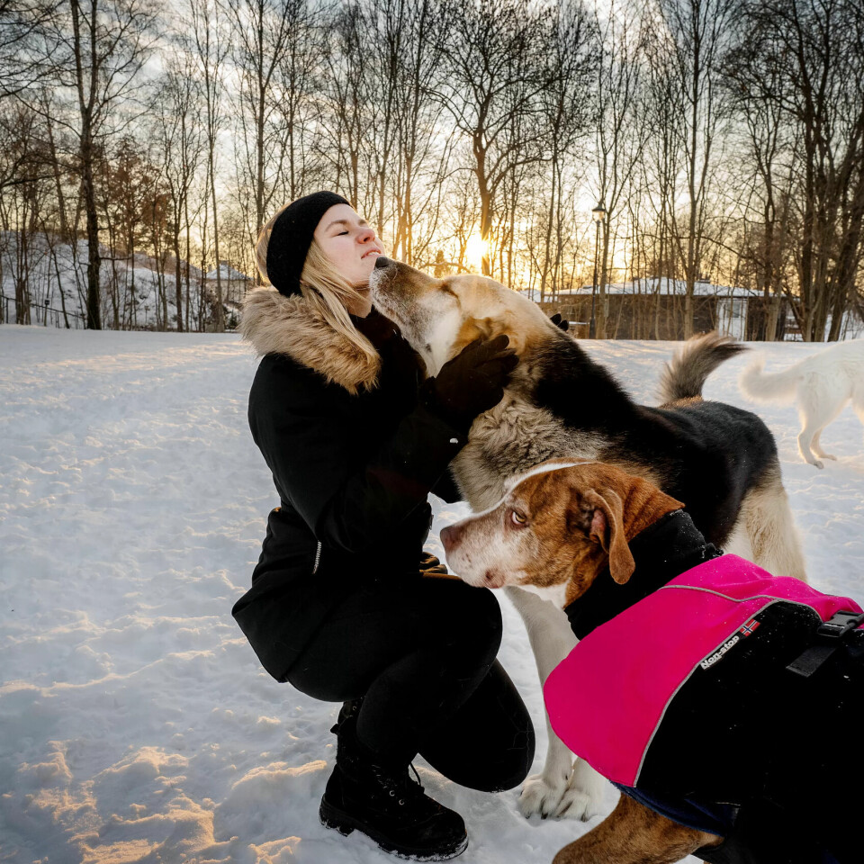 DRØMMEN: En hundepark hjemme i Hå, er Jeanette Lea Romslos drøm. Her med Lilly (rosa drakt), Kompis og Miks på Hundejordet i Frognerparken, ett av Oslos ti friområder for hund. DRØMMEN: En hundepark hjemme i Hå, er Jeanette Lea Romslos drøm. Her med Lilly (rosa drakt), Kompis og Miks på Hundejordet i Frognerparken, ett av Oslos ti friområder for hund.