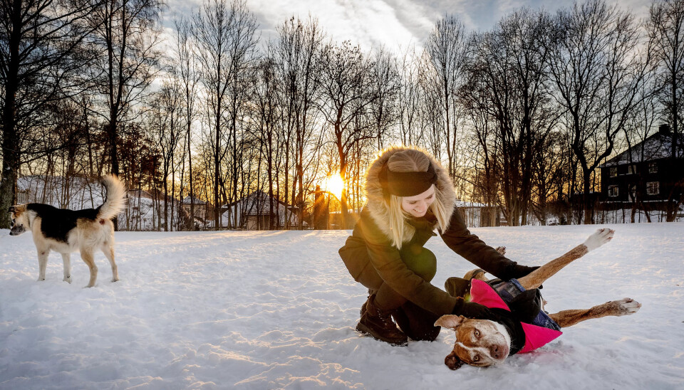 HÅPER: Kommunestyret i Hå sa nei til å bruke kommunale arealer og ressurser til en hundepark, men Jeanette Lea Romslo har ikke gitt opp. Her med Lilly, et tilfeldig møte i Frognerparken. HÅPER: Kommunestyret i Hå sa nei til å bruke kommunale arealer og ressurser til en hundepark, men Jeanette Lea Romslo har ikke gitt opp. Her med Lilly, et tilfeldig møte i Frognerparken.