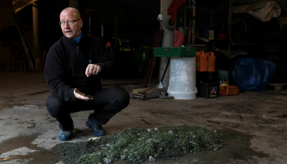 RESTER: Banemester Kåre Steinsnes (55) viser restene etter å ha kostet og sloddet en kunstgressbane i Haugesund. RESTER: Banemester Kåre Steinsnes (55) viser restene etter å ha kostet og sloddet en kunstgressbane i Haugesund.