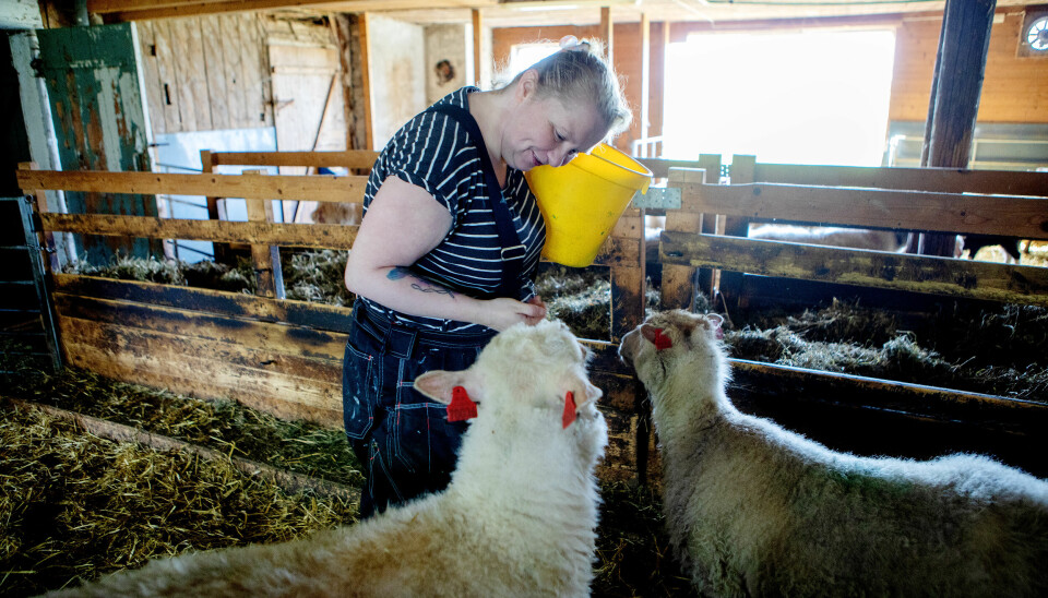 GODE RUTINER: Både sauene og Anne Emilie setter pris på hverdagsrutinene på Sollia.