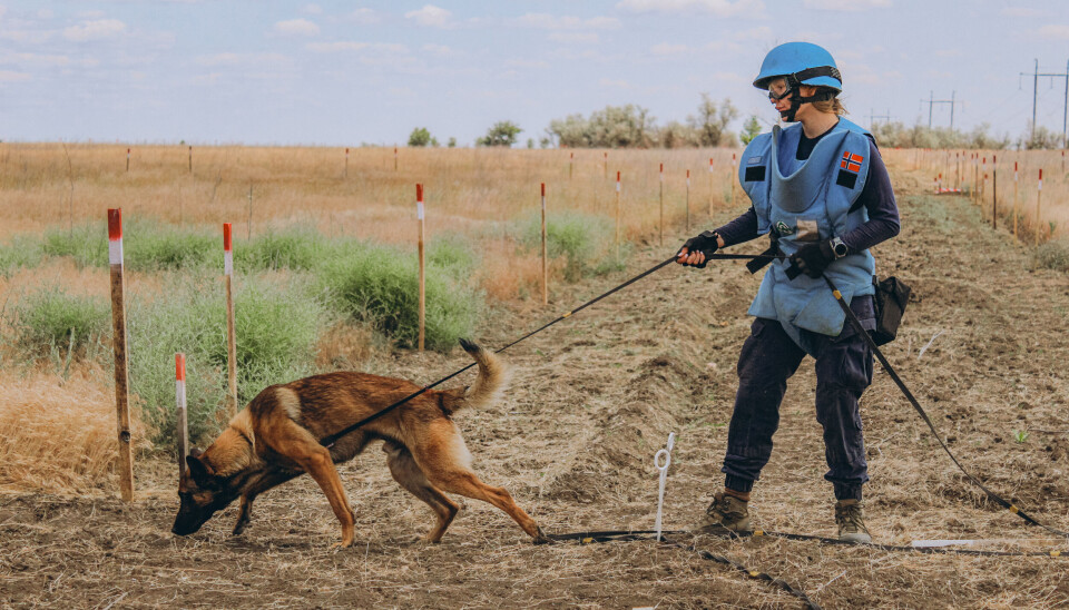 PÅ JOBB: Fagforbundets minehund Bentley er allerede i full jobb med å finne miner utenfor Mykolaiv i Ukraina sammen med sin hundefører Maria.