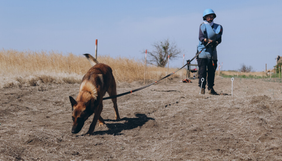 EFFEKTIV: Bruk av minehunder er den mest effektive måten å lete etter miner på.