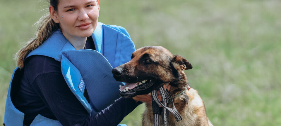 Møt Bentley – Fagforbundet adopterer minehund